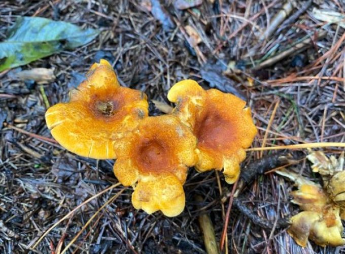 AJUSCO PRINCIPIANTES
