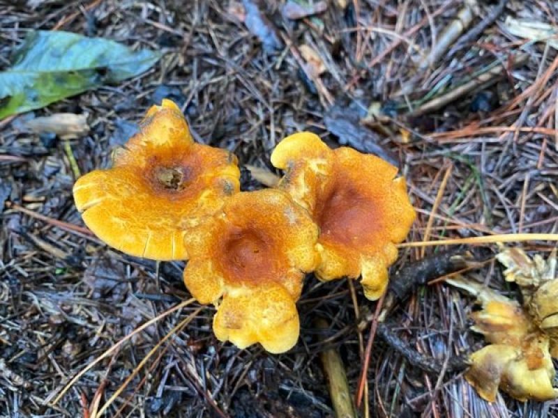 AJUSCO PRINCIPIANTES